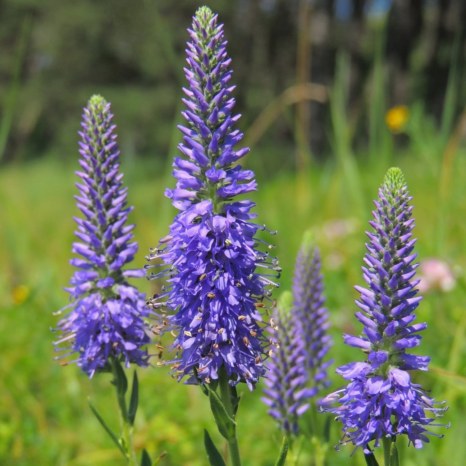FuturePlanter Ähriger Ehrenpreis (Pseudolysimachion Spicatum) 1 FuturePlanter Ähriger Ehrenpreis (Pseudolysimachion Spicatum)