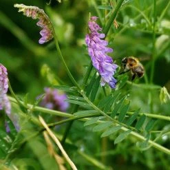 FuturePlanter Alle Pflanzen Im Shop Vogel-Wicke (Vicia Cracca) 11 FuturePlanter Alle Pflanzen Im Shop Vogel-Wicke (Vicia Cracca)