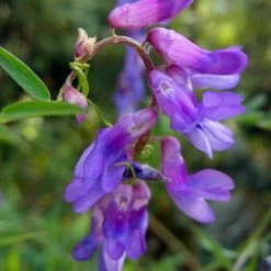 FuturePlanter Alle Pflanzen Im Shop Vogel-Wicke (Vicia Cracca) 12 FuturePlanter Alle Pflanzen Im Shop Vogel-Wicke (Vicia Cracca)