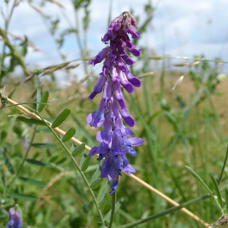 FuturePlanter Alle Pflanzen Im Shop Vogel-Wicke (Vicia Cracca) 2 FuturePlanter Alle Pflanzen Im Shop Vogel-Wicke (Vicia Cracca)