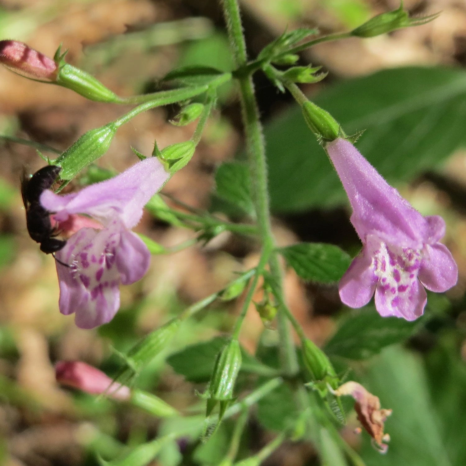 FuturePlanter Wald-Bergminze (Calamintha Menthifolia) Alle Pflanzen Im Shop 4 FuturePlanter Wald-Bergminze (Calamintha Menthifolia) Alle Pflanzen Im Shop