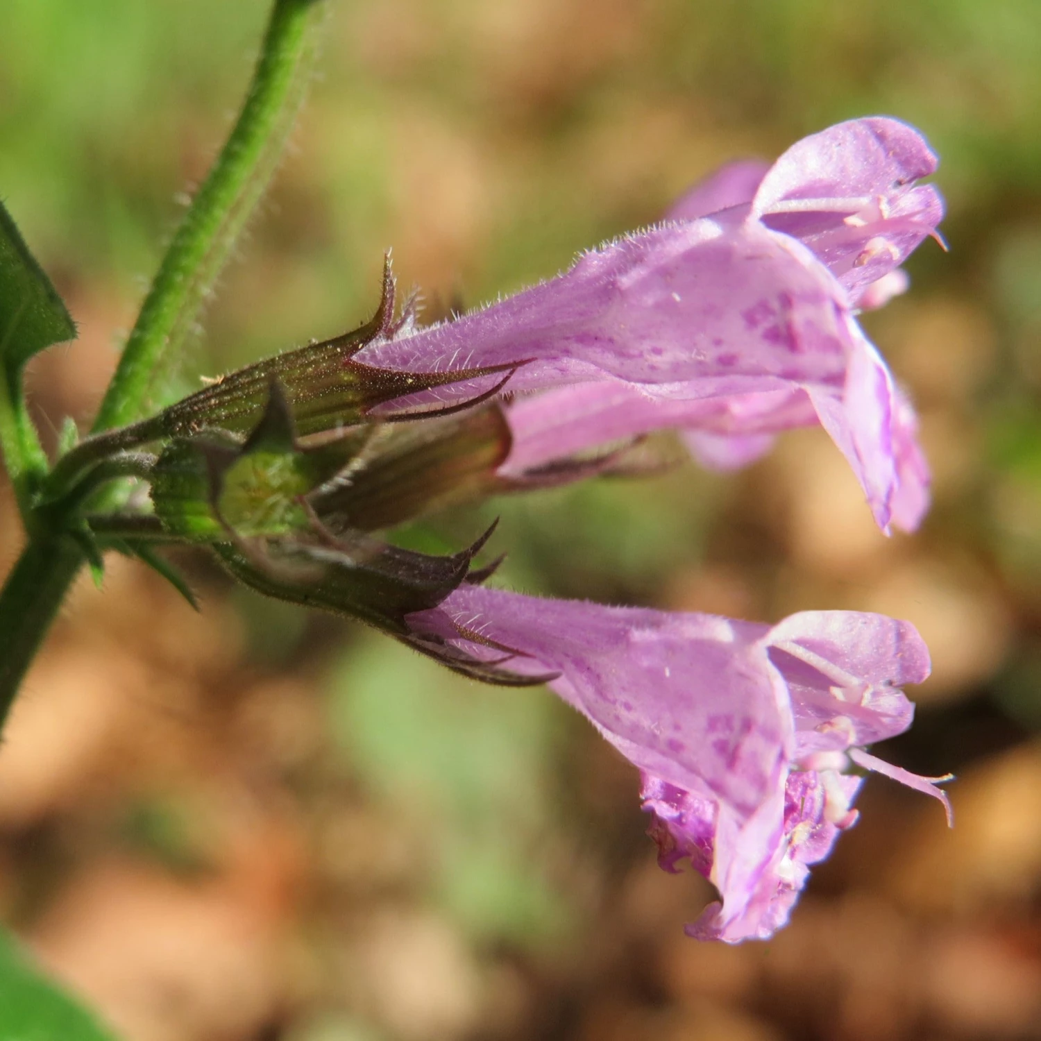 FuturePlanter Wald-Bergminze (Calamintha Menthifolia) Alle Pflanzen Im Shop 3 FuturePlanter Wald-Bergminze (Calamintha Menthifolia) Alle Pflanzen Im Shop