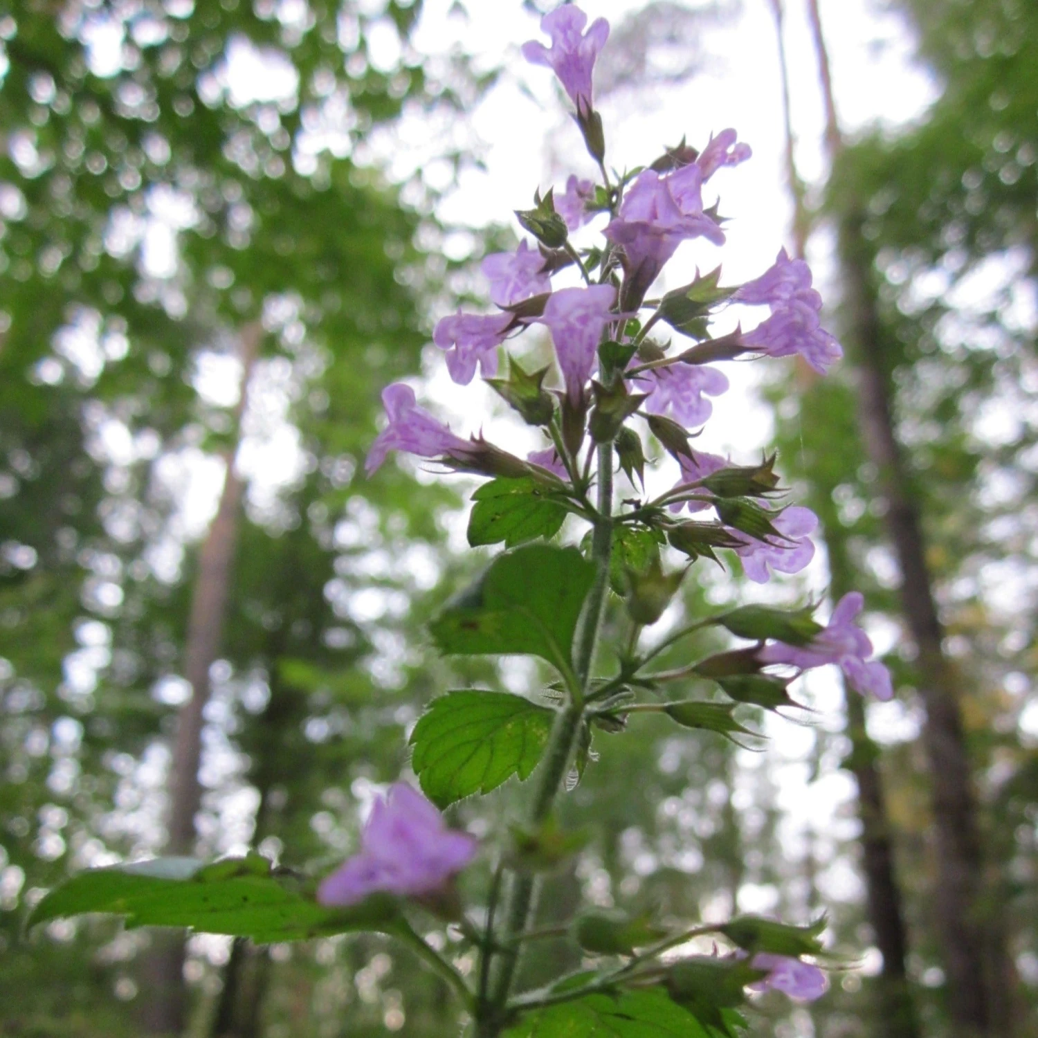 FuturePlanter Wald-Bergminze (Calamintha Menthifolia) Alle Pflanzen Im Shop 7 FuturePlanter Wald-Bergminze (Calamintha Menthifolia) Alle Pflanzen Im Shop