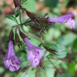 FuturePlanter Wald-Bergminze (Calamintha Menthifolia) Alle Pflanzen Im Shop
