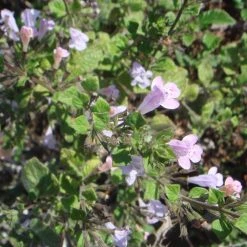 FuturePlanter Wald-Bergminze (Calamintha Menthifolia) Alle Pflanzen Im Shop 13 FuturePlanter Wald-Bergminze (Calamintha Menthifolia) Alle Pflanzen Im Shop