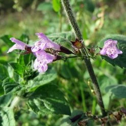 FuturePlanter Wald-Bergminze (Calamintha Menthifolia) Alle Pflanzen Im Shop 12 FuturePlanter Wald-Bergminze (Calamintha Menthifolia) Alle Pflanzen Im Shop