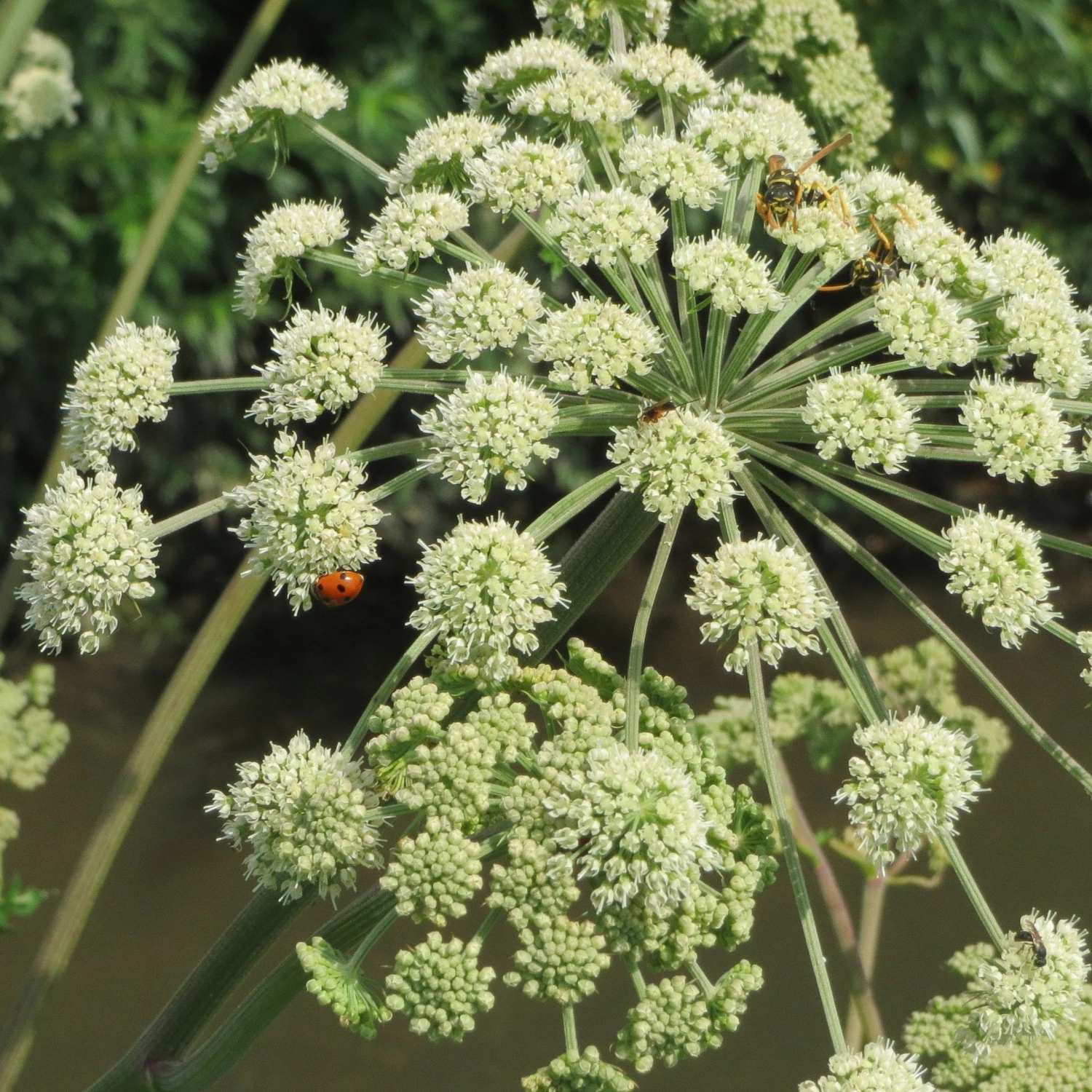 FuturePlanter Alle Pflanzen Im Shop Wald-Engelwurz (Angelica Sylvestris) 8 FuturePlanter Alle Pflanzen Im Shop Wald-Engelwurz (Angelica Sylvestris)