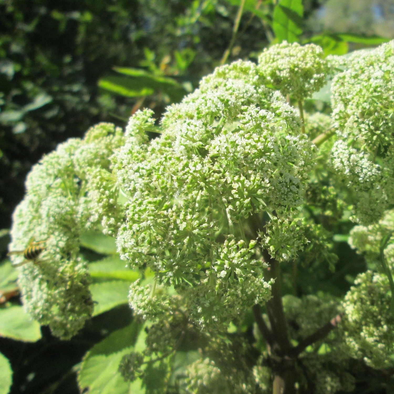 FuturePlanter Alle Pflanzen Im Shop Wald-Engelwurz (Angelica Sylvestris) 3 FuturePlanter Alle Pflanzen Im Shop Wald-Engelwurz (Angelica Sylvestris)