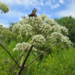 FuturePlanter Alle Pflanzen Im Shop Wald-Engelwurz (Angelica Sylvestris) 11 FuturePlanter Alle Pflanzen Im Shop Wald-Engelwurz (Angelica Sylvestris)