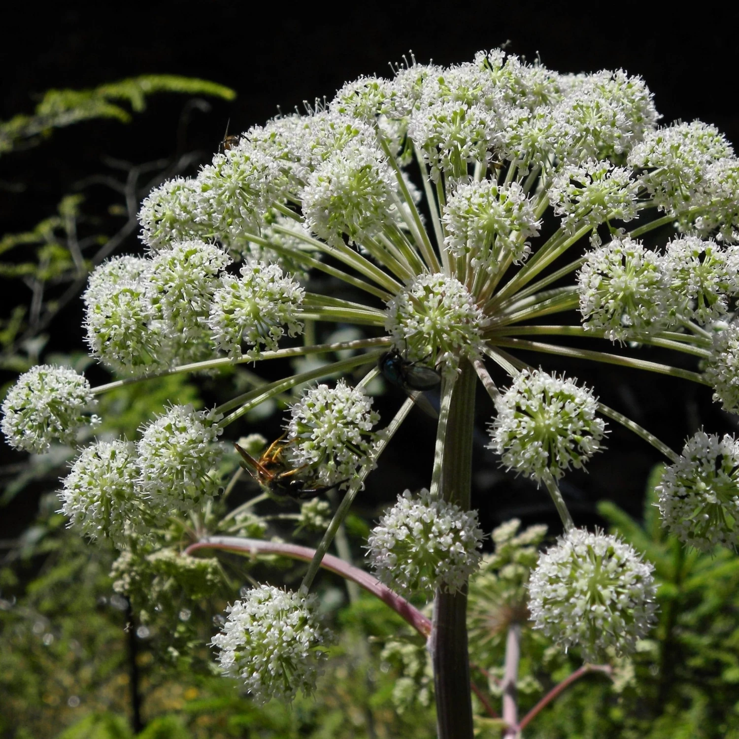 FuturePlanter Alle Pflanzen Im Shop Wald-Engelwurz (Angelica Sylvestris) 2 FuturePlanter Alle Pflanzen Im Shop Wald-Engelwurz (Angelica Sylvestris)