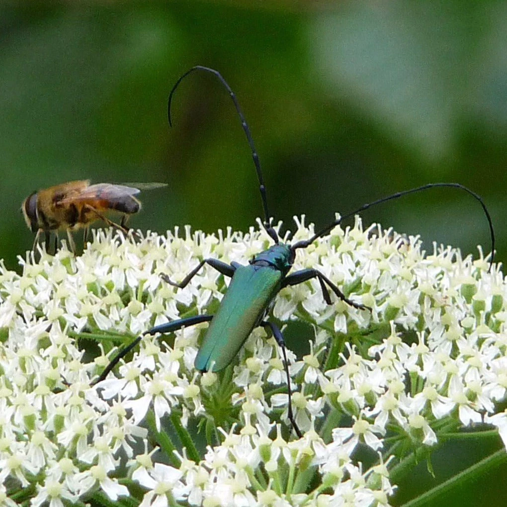 FuturePlanter Alle Pflanzen Im Shop Wald-Engelwurz (Angelica Sylvestris) 1 FuturePlanter Alle Pflanzen Im Shop Wald-Engelwurz (Angelica Sylvestris)