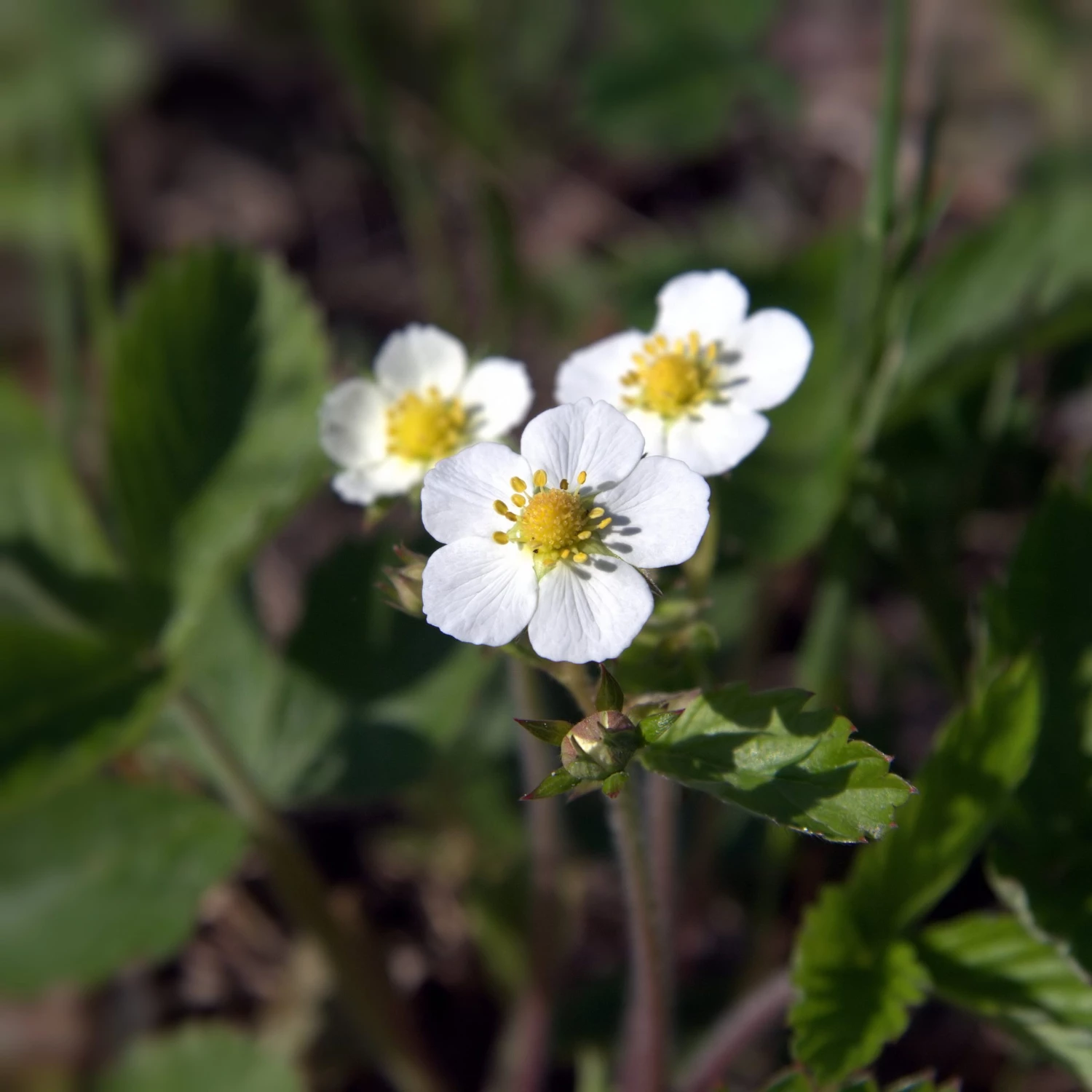 FuturePlanter Wald-Erdbeere (Fragaria Vesca) 2 FuturePlanter Wald-Erdbeere (Fragaria Vesca)