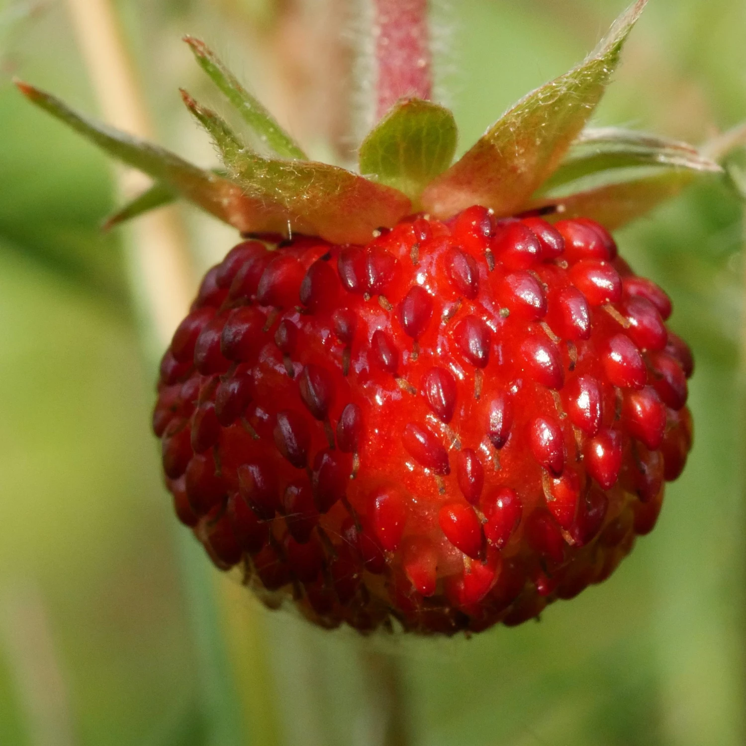 FuturePlanter Wald-Erdbeere (Fragaria Vesca) 5 FuturePlanter Wald-Erdbeere (Fragaria Vesca)