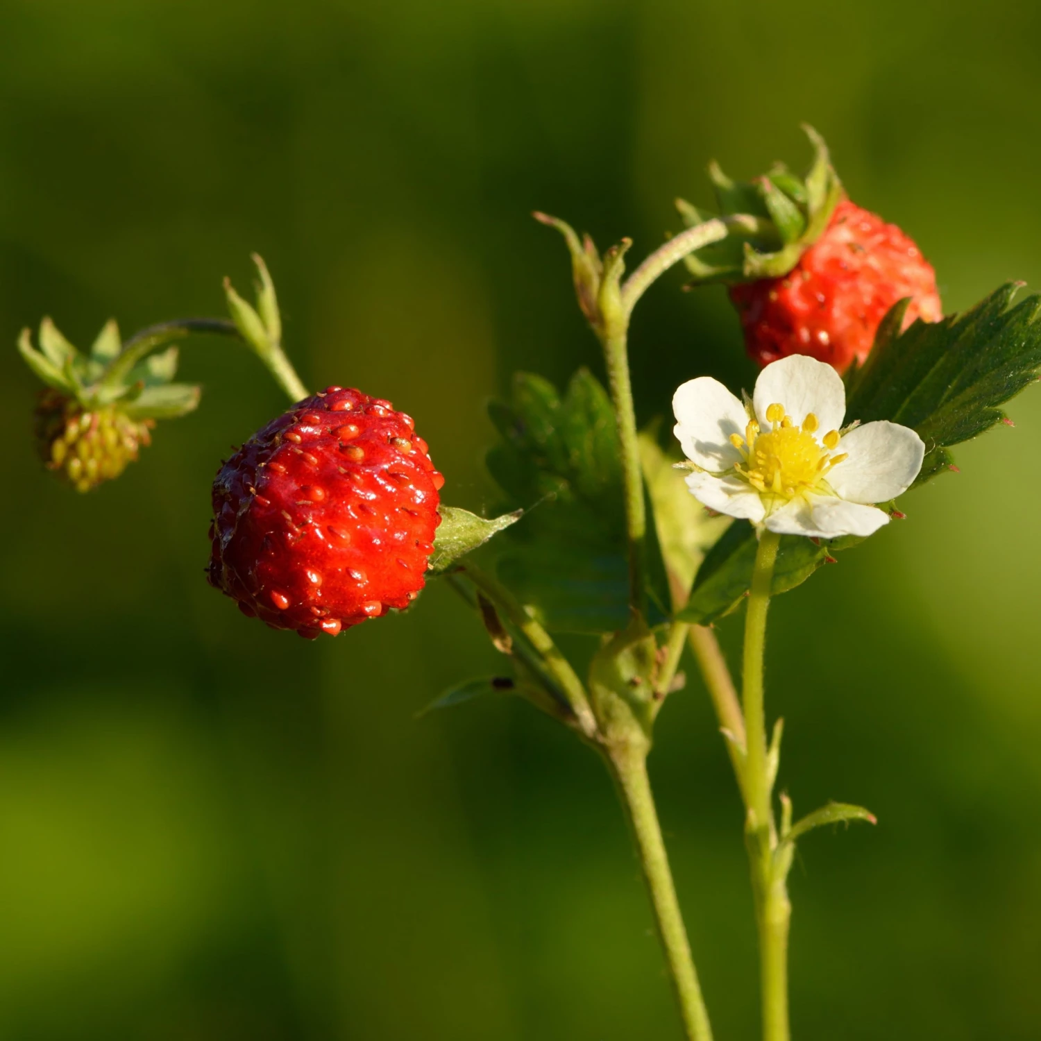 FuturePlanter Wald-Erdbeere (Fragaria Vesca) 1 FuturePlanter Wald-Erdbeere (Fragaria Vesca)