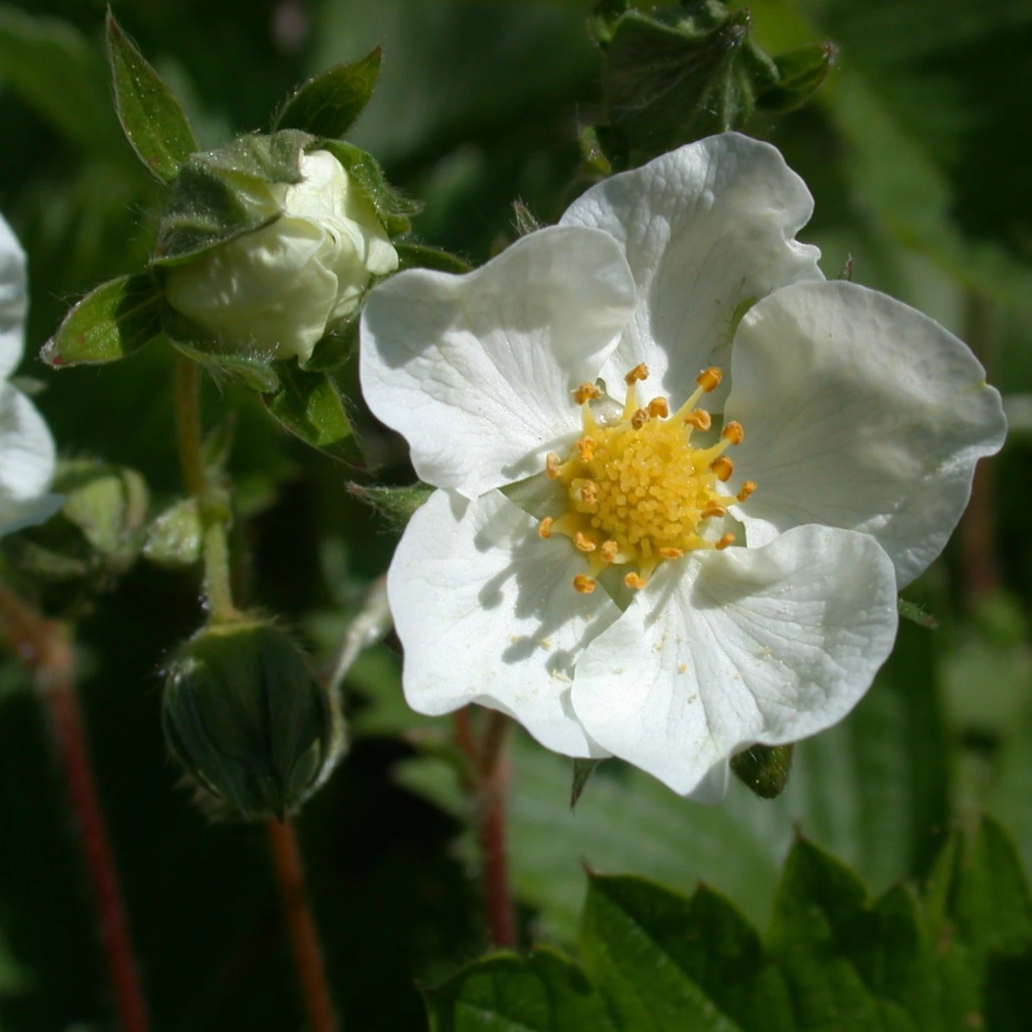 FuturePlanter Wald-Erdbeere (Fragaria Vesca) 4 FuturePlanter Wald-Erdbeere (Fragaria Vesca)