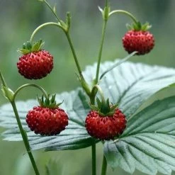 FuturePlanter Wald-Erdbeere (Fragaria Vesca) 10 FuturePlanter Wald-Erdbeere (Fragaria Vesca)