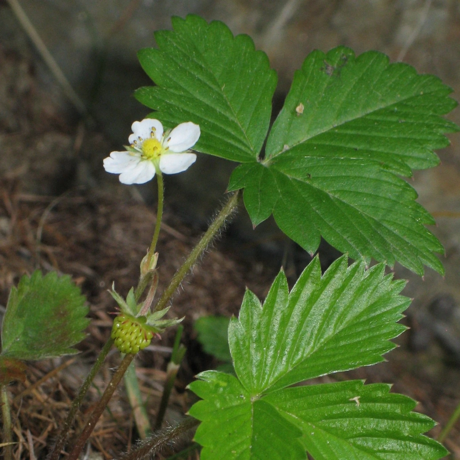 FuturePlanter Wald-Erdbeere (Fragaria Vesca) 8 FuturePlanter Wald-Erdbeere (Fragaria Vesca)
