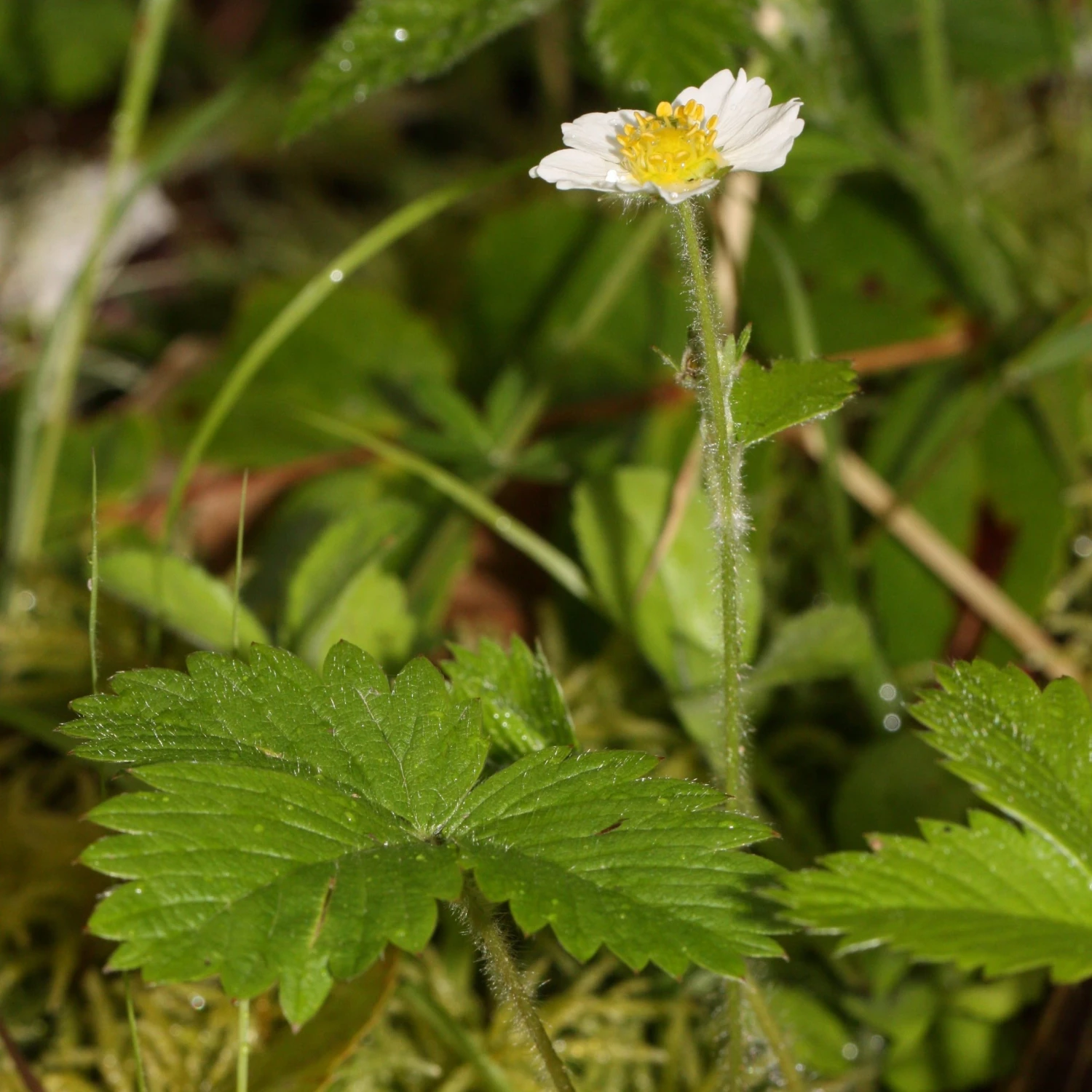 FuturePlanter Wald-Erdbeere (Fragaria Vesca) 7 FuturePlanter Wald-Erdbeere (Fragaria Vesca)