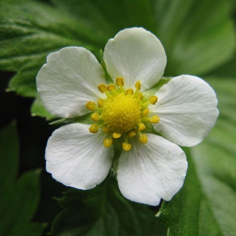 FuturePlanter Wald-Erdbeere (Fragaria Vesca) 6 FuturePlanter Wald-Erdbeere (Fragaria Vesca)