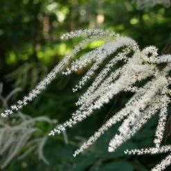 FuturePlanter Wald-Geissbart (Aruncus Dioicus) Alle Pflanzen Im Shop