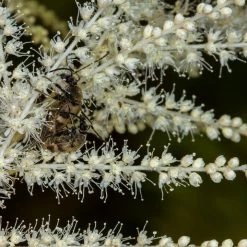 FuturePlanter Wald-Geissbart (Aruncus Dioicus) Alle Pflanzen Im Shop