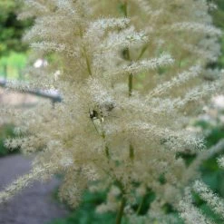 FuturePlanter Wald-Geissbart (Aruncus Dioicus) Alle Pflanzen Im Shop