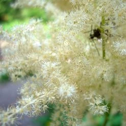 FuturePlanter Wald-Geissbart (Aruncus Dioicus) Alle Pflanzen Im Shop