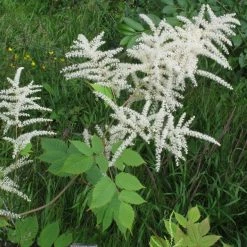 FuturePlanter Wald-Geissbart (Aruncus Dioicus) Alle Pflanzen Im Shop