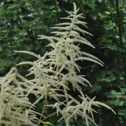 FuturePlanter Wald-Geissbart (Aruncus Dioicus) Alle Pflanzen Im Shop