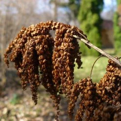 FuturePlanter Wald-Geissbart (Aruncus Dioicus) Alle Pflanzen Im Shop