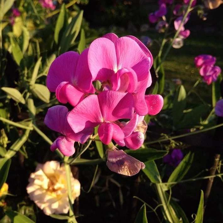 FuturePlanter Wald-Platterbse (Lathyrus Sylvestris) Alle Pflanzen Im Shop 6 FuturePlanter Wald-Platterbse (Lathyrus Sylvestris) Alle Pflanzen Im Shop
