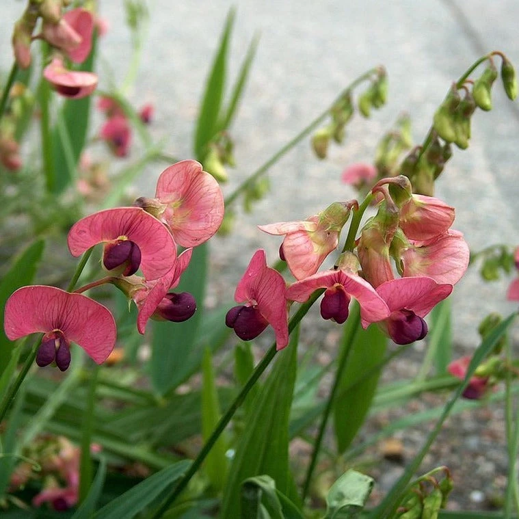 FuturePlanter Wald-Platterbse (Lathyrus Sylvestris) Alle Pflanzen Im Shop 8 FuturePlanter Wald-Platterbse (Lathyrus Sylvestris) Alle Pflanzen Im Shop