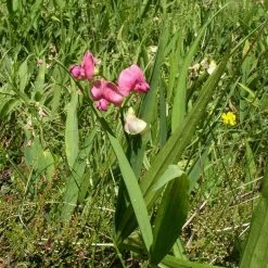 FuturePlanter Wald-Platterbse (Lathyrus Sylvestris) Alle Pflanzen Im Shop 14 FuturePlanter Wald-Platterbse (Lathyrus Sylvestris) Alle Pflanzen Im Shop