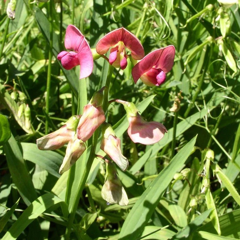 FuturePlanter Wald-Platterbse (Lathyrus Sylvestris) Alle Pflanzen Im Shop 2 FuturePlanter Wald-Platterbse (Lathyrus Sylvestris) Alle Pflanzen Im Shop