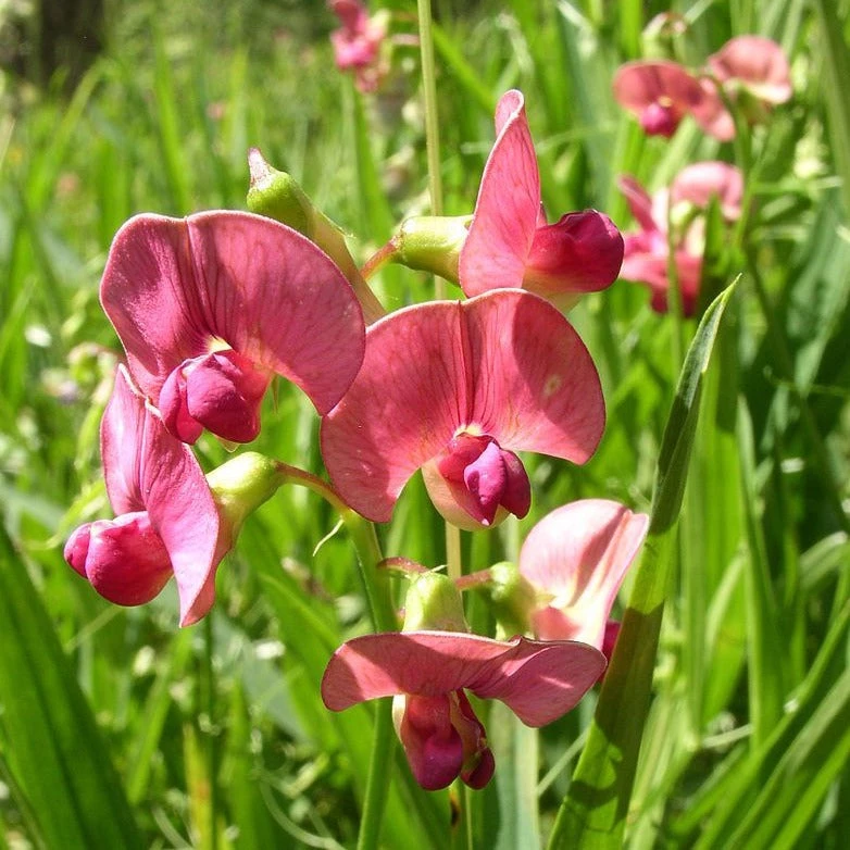 FuturePlanter Wald-Platterbse (Lathyrus Sylvestris) Alle Pflanzen Im Shop 1 FuturePlanter Wald-Platterbse (Lathyrus Sylvestris) Alle Pflanzen Im Shop