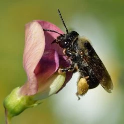FuturePlanter Wald-Platterbse (Lathyrus Sylvestris) Alle Pflanzen Im Shop 12 FuturePlanter Wald-Platterbse (Lathyrus Sylvestris) Alle Pflanzen Im Shop