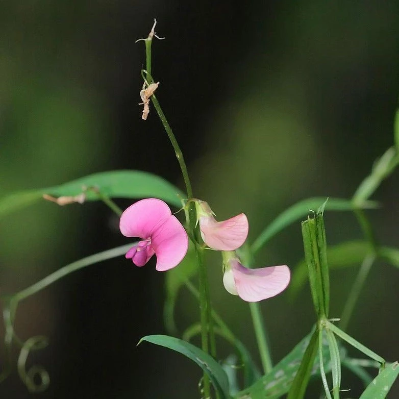 FuturePlanter Wald-Platterbse (Lathyrus Sylvestris) Alle Pflanzen Im Shop 3 FuturePlanter Wald-Platterbse (Lathyrus Sylvestris) Alle Pflanzen Im Shop
