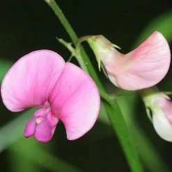 FuturePlanter Wald-Platterbse (Lathyrus Sylvestris) Alle Pflanzen Im Shop 11 FuturePlanter Wald-Platterbse (Lathyrus Sylvestris) Alle Pflanzen Im Shop