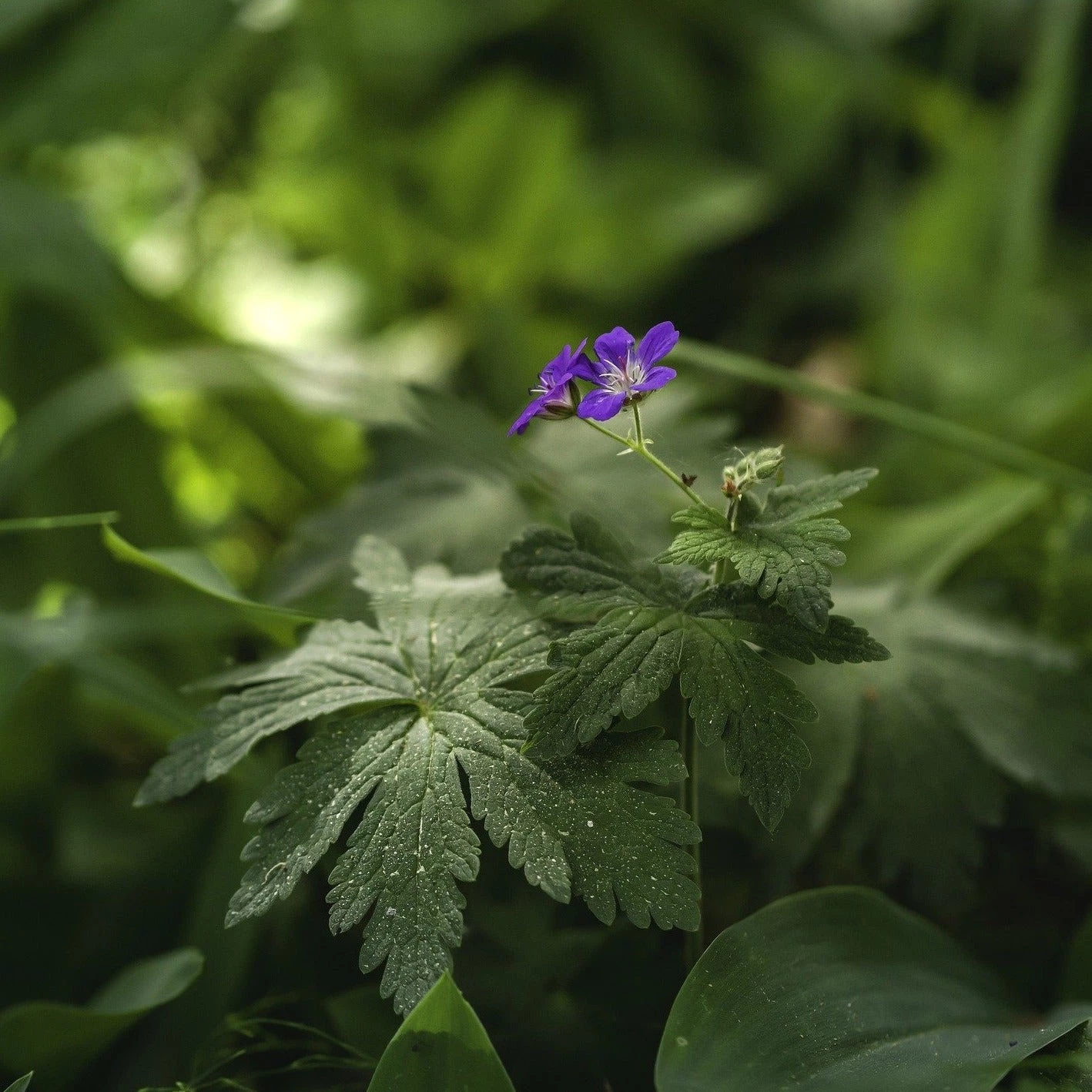 FuturePlanter Wald-Storchschnabel (Geranium Sylvaticum) 6 FuturePlanter Wald-Storchschnabel (Geranium Sylvaticum)