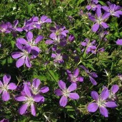 FuturePlanter Wald-Storchschnabel (Geranium Sylvaticum) 16 FuturePlanter Wald-Storchschnabel (Geranium Sylvaticum)