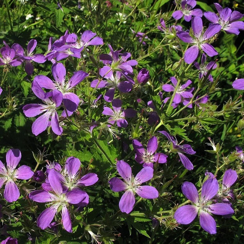 FuturePlanter Wald-Storchschnabel (Geranium Sylvaticum) 7 FuturePlanter Wald-Storchschnabel (Geranium Sylvaticum)