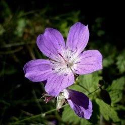 FuturePlanter Wald-Storchschnabel (Geranium Sylvaticum) 13 FuturePlanter Wald-Storchschnabel (Geranium Sylvaticum)