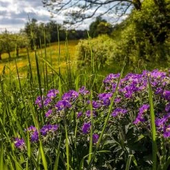 FuturePlanter Wald-Storchschnabel (Geranium Sylvaticum) 18 FuturePlanter Wald-Storchschnabel (Geranium Sylvaticum)