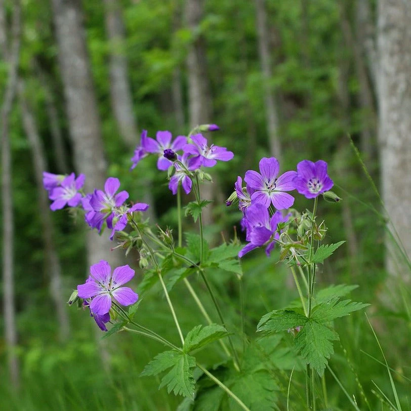 FuturePlanter Wald-Storchschnabel (Geranium Sylvaticum) 10 FuturePlanter Wald-Storchschnabel (Geranium Sylvaticum)