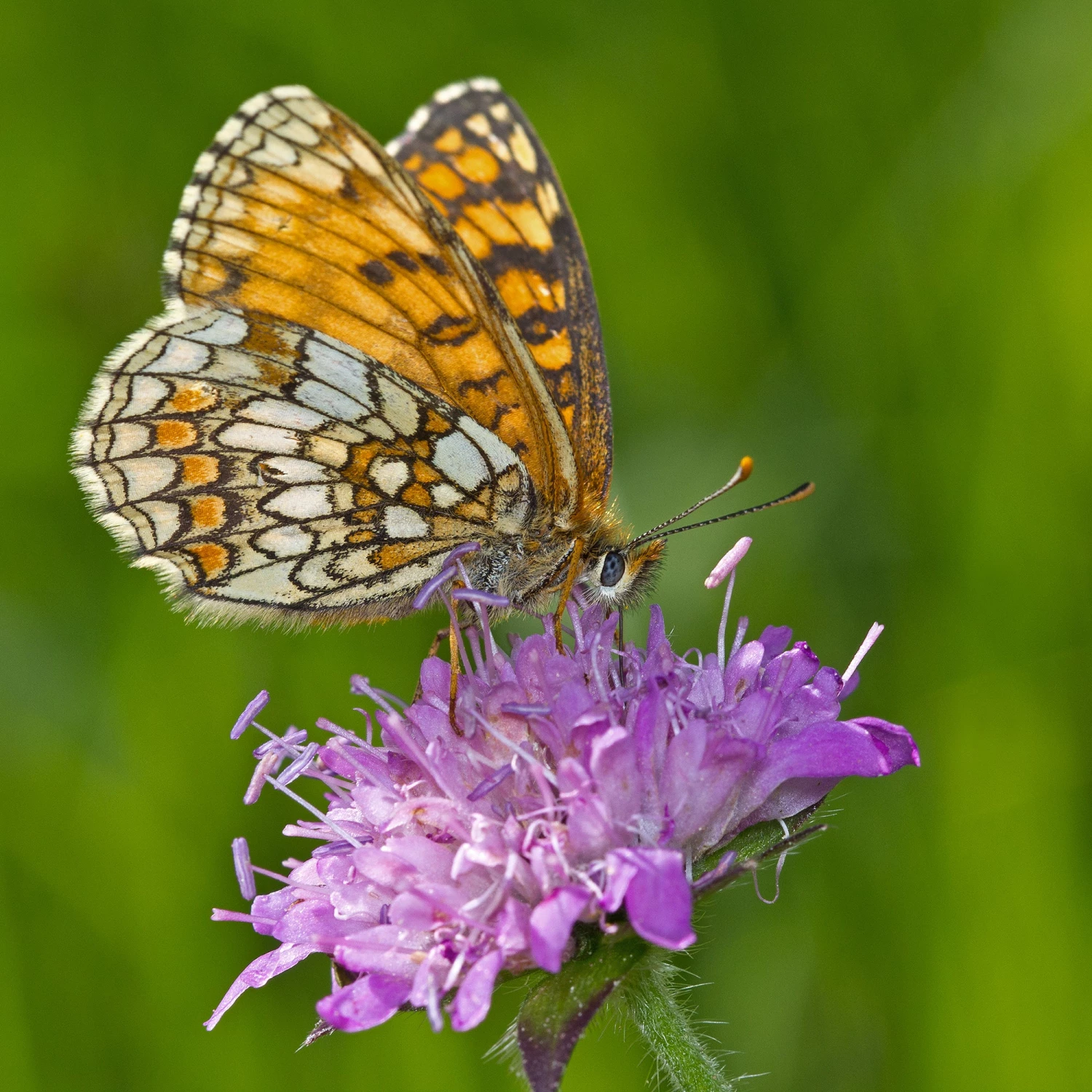 FuturePlanter Wald-Witwenblume (Knautia Dipsacifolia) 1 FuturePlanter Wald-Witwenblume (Knautia Dipsacifolia)