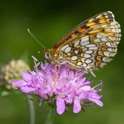 FuturePlanter Wald-Witwenblume (Knautia Dipsacifolia)