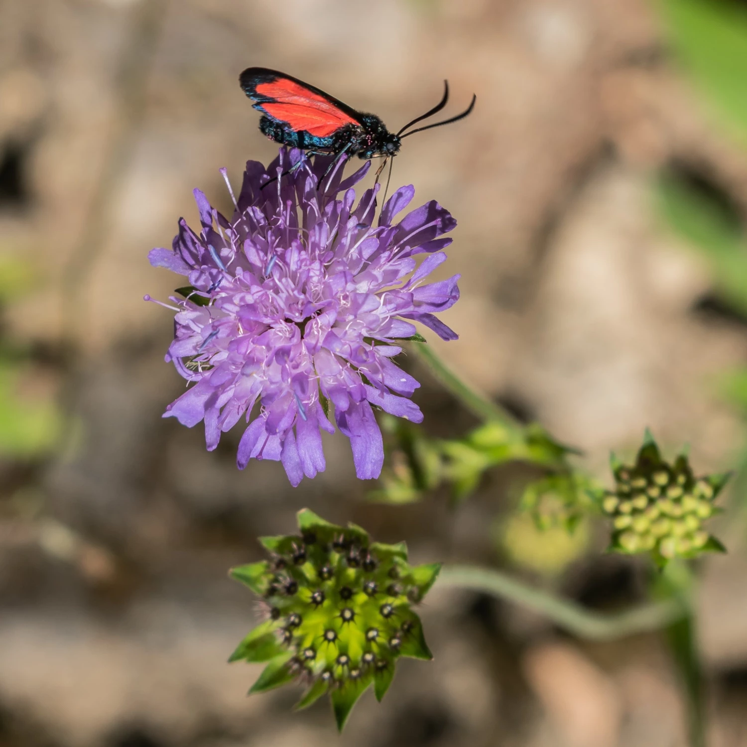 FuturePlanter Wald-Witwenblume (Knautia Dipsacifolia) 4 FuturePlanter Wald-Witwenblume (Knautia Dipsacifolia)