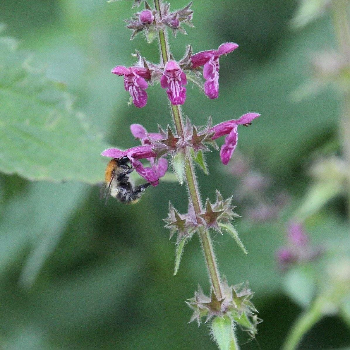FuturePlanter Wald-Ziest (Stachys Sylvatica) 4 FuturePlanter Wald-Ziest (Stachys Sylvatica)