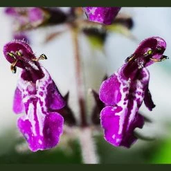 FuturePlanter Wald-Ziest (Stachys Sylvatica) 14 FuturePlanter Wald-Ziest (Stachys Sylvatica)