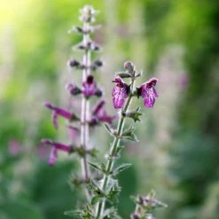FuturePlanter Wald-Ziest (Stachys Sylvatica)